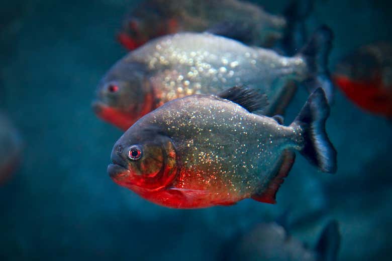 Découvrez les piranhas si redoutés