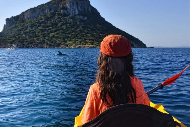 Spot local wildlife!