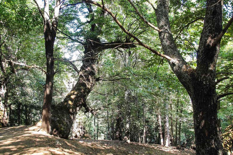 Naturaleza de Calabria