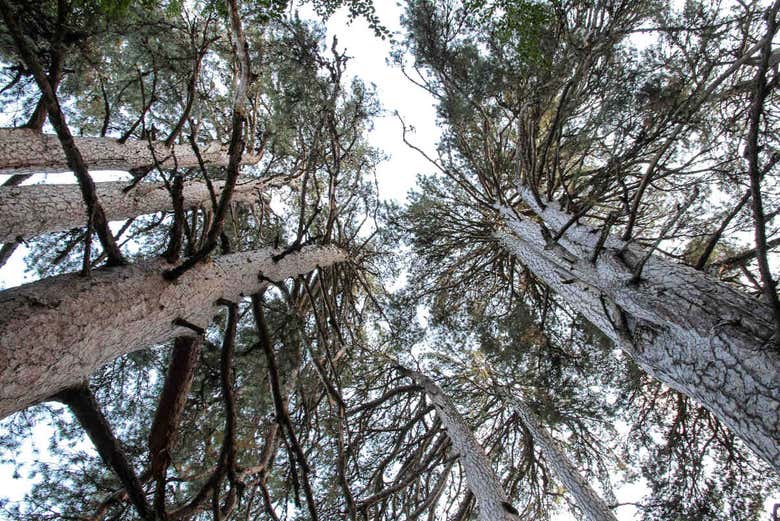 Giganti della Sila, los árboles del Parque de la Sila