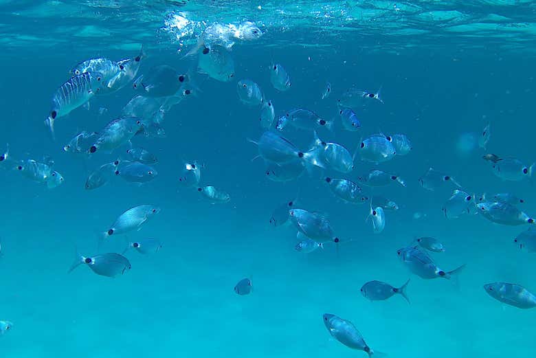 Biodiversidade marinha da área