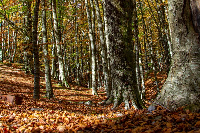 Traverse centuries-old woods