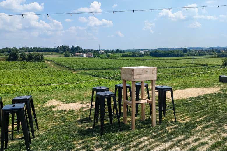 Vue panoramique d'un vignoble