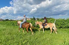 Passeggiata a cavallo a Lazise + Degustazione di vino