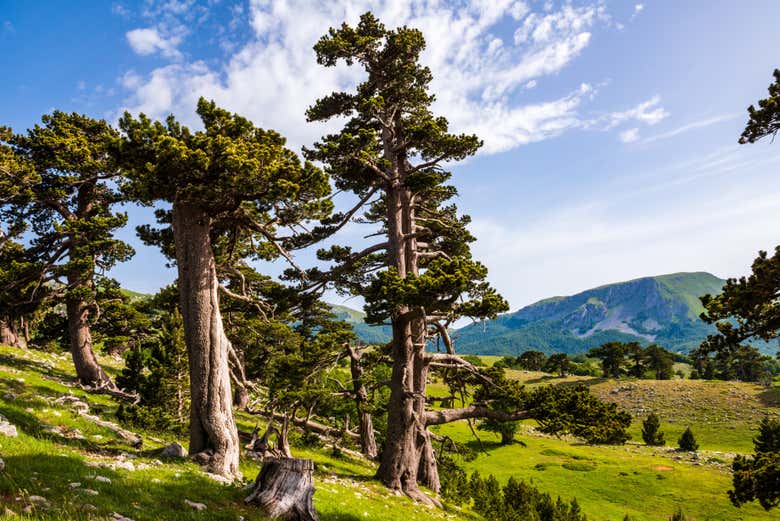 Parc National du Pollino