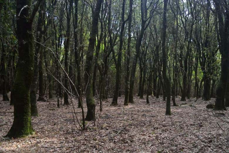 Forêt S'Acqua Callenti