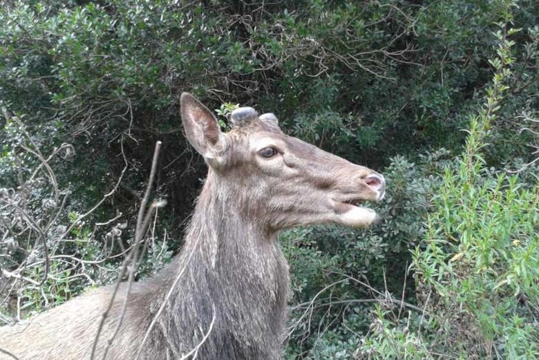 Vous pourrez peut-être voir un cerf sarde de près