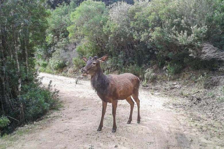 Un spécimen de cerf sarde