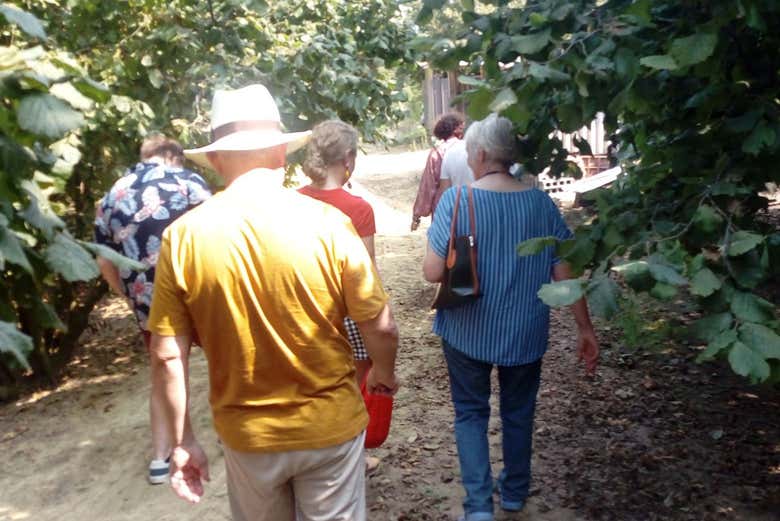 Walk past the hazelnut trees