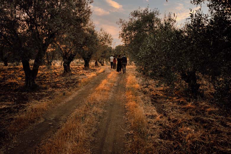 Caminhando entre as oliveiras da fazenda