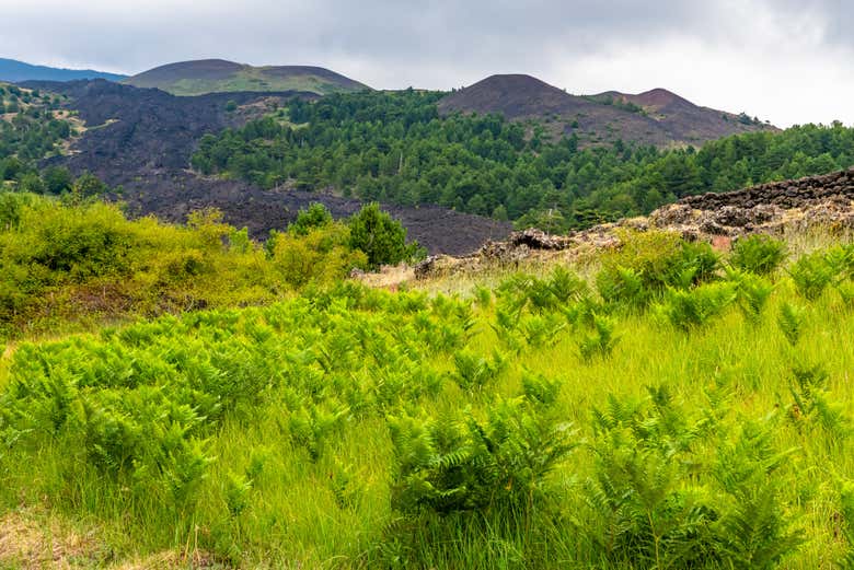 Vegetación del Etna