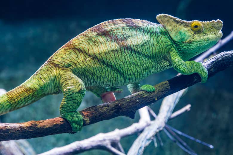 Vous pourrez voir de curieux reptiles