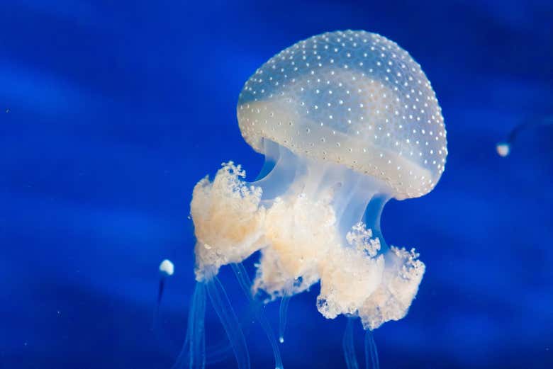 Méduse dans l'Aquarium de Cattolica