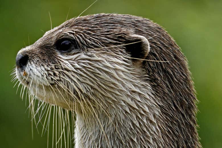 Découvrez la faune de l'Aquarium de Cattolica