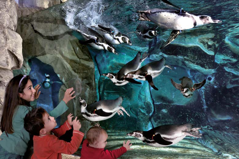 Observez les pingouins