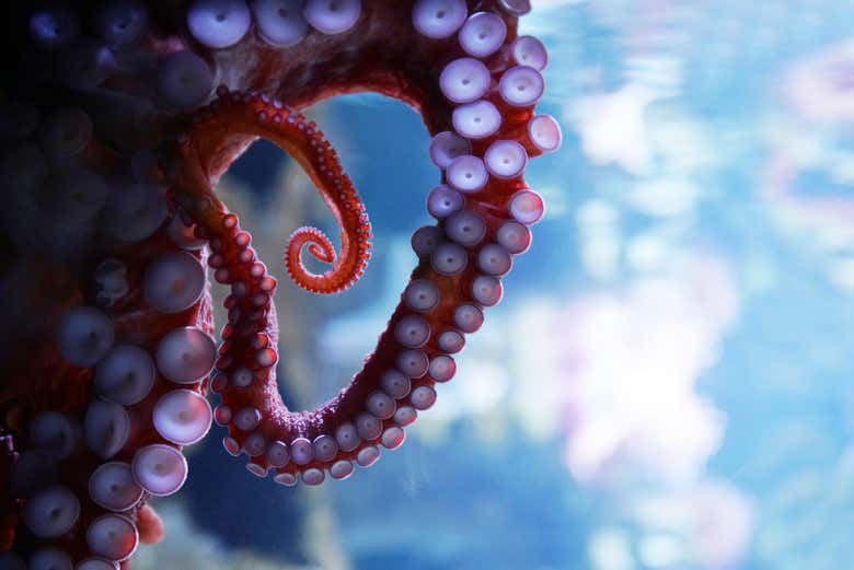 Poulpe dans l'aquarium