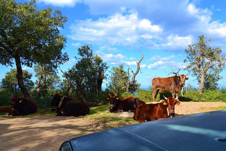 Des vaches près du véhicule dans le parc naturel de Madonie