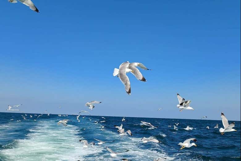Mouettes survolant la mer