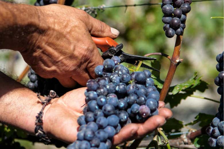 In piena vendemmia