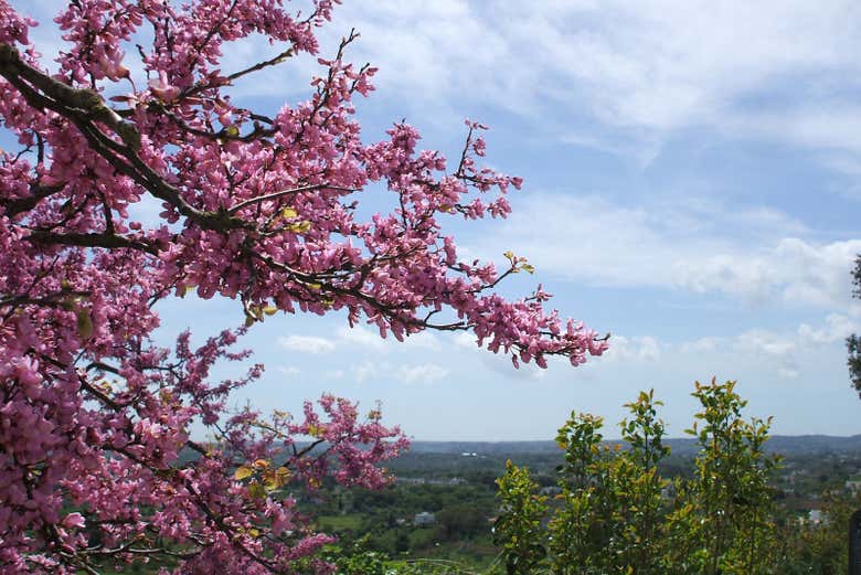 I colori della natura nella splendida Valle d'Itria
