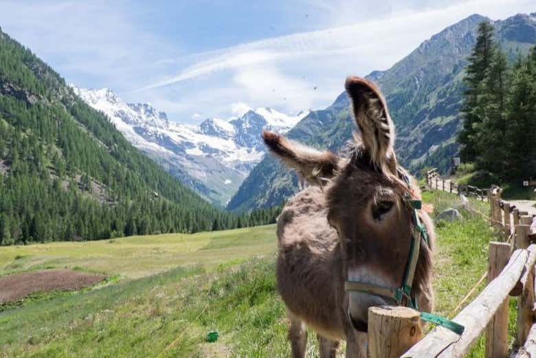 Traversez les Alpes italiennes et découvrez sa faune et sa flore