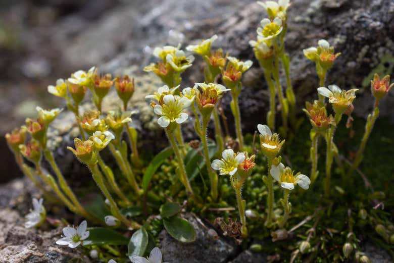Admirez la flore du parc national de Grand Paradis
