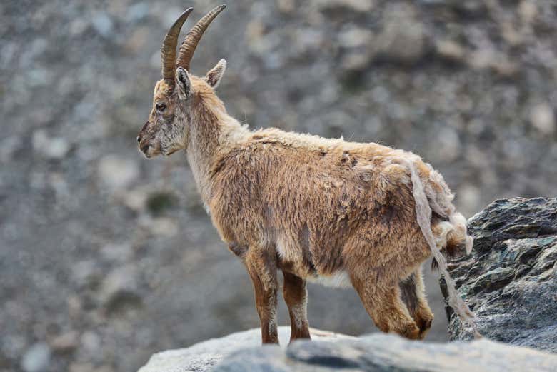 Le chamois, l'un des nombreux animaux qui vivent dans les Alpes