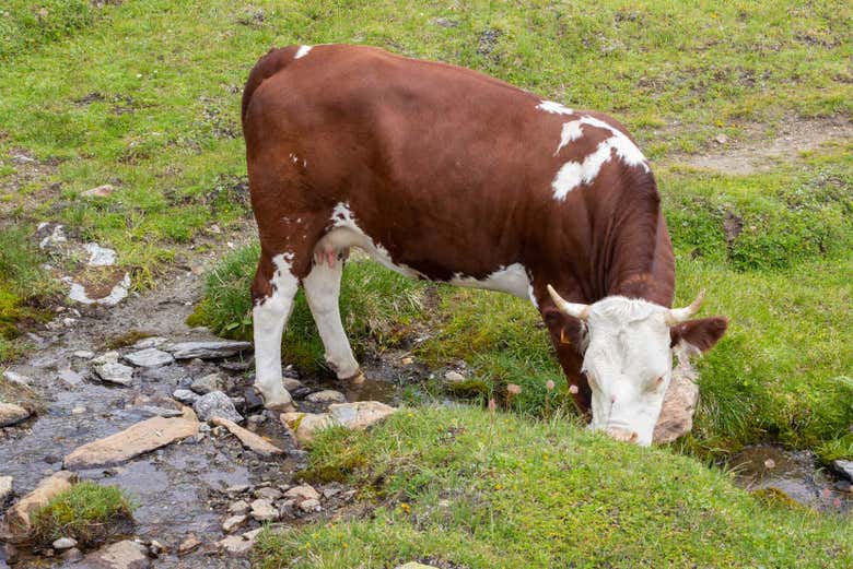 Vache en train de brouter dans les Alpes italiennes