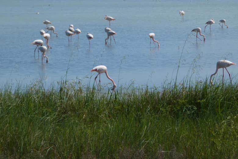 Flamencos en la salinas de Comacchio