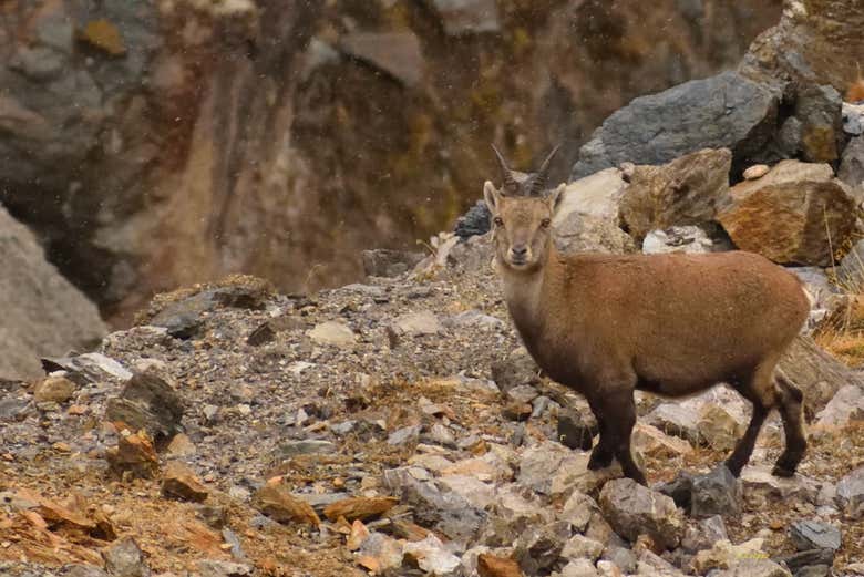 Une chèvre sauvage dans le Parc national de Stelvio