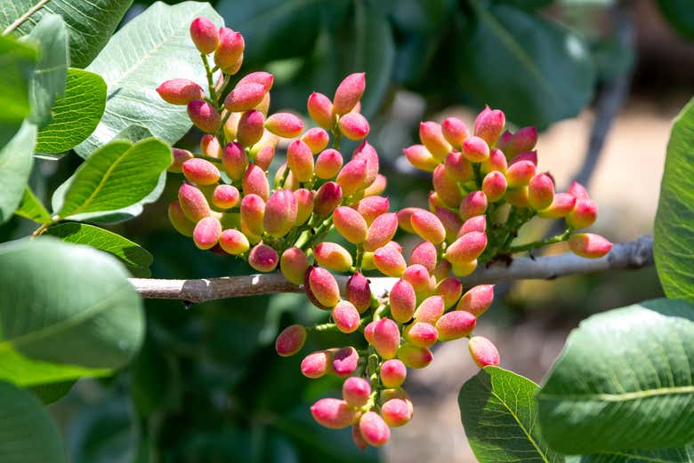 See how pistacchios grow