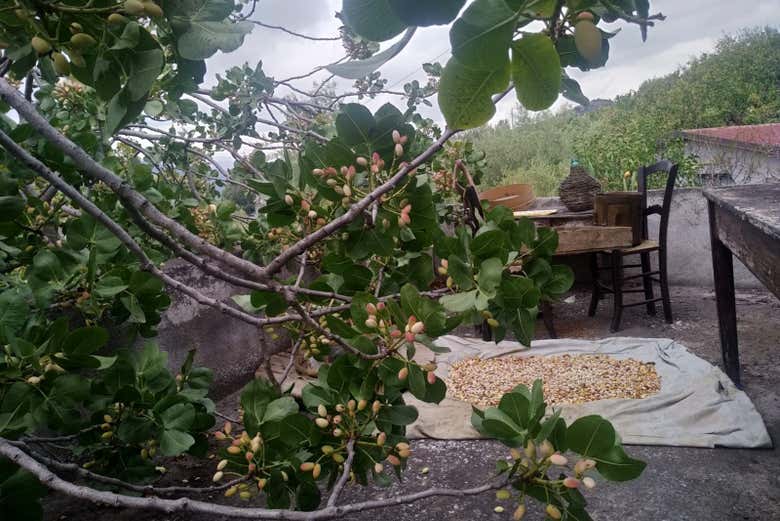 See how pistacchios are collected
