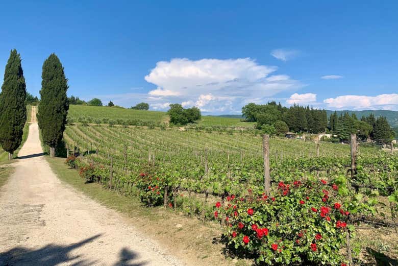 Vignobles dans le Chianti