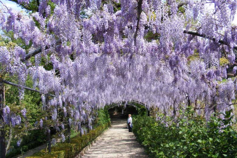 Flores en los Jardines de Bóboli