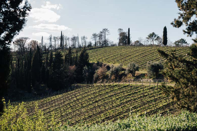 Paisagem do vinhedo de Chianti
