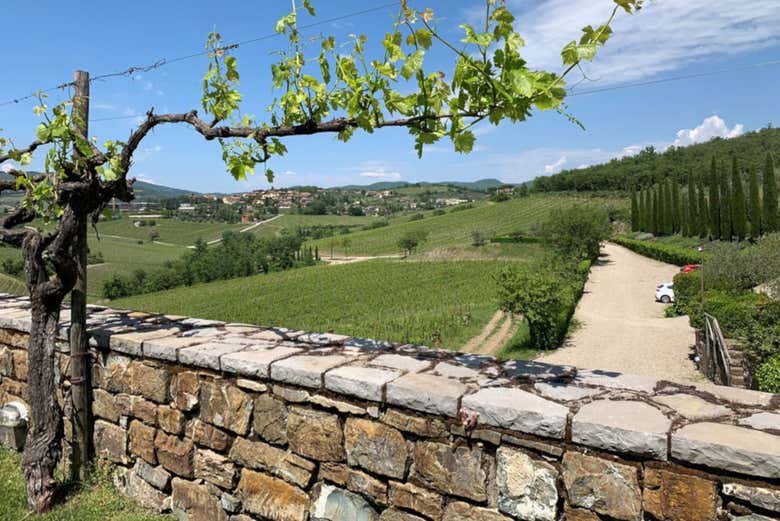 Vignobles dans le Chianti