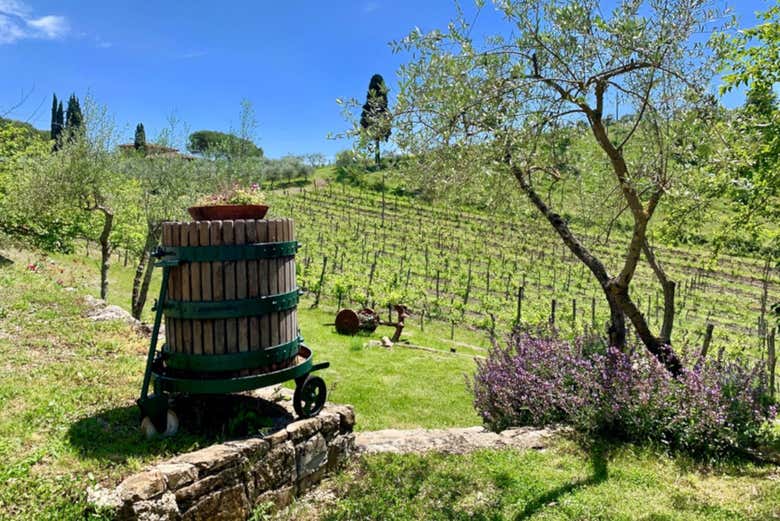 Promenade dans le domaine viticole