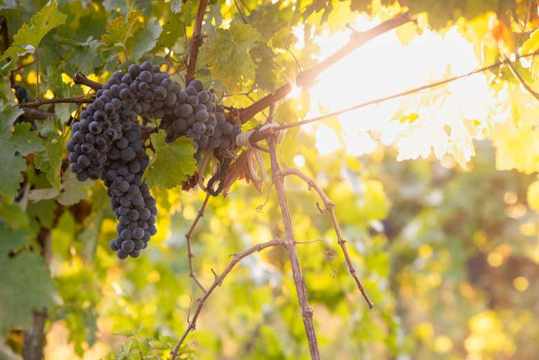 Você descobrirá a uva de Chianti