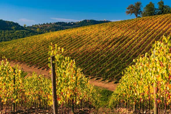 Tour del vino por el Chianti