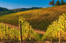 Tour do vinho pelo Chianti