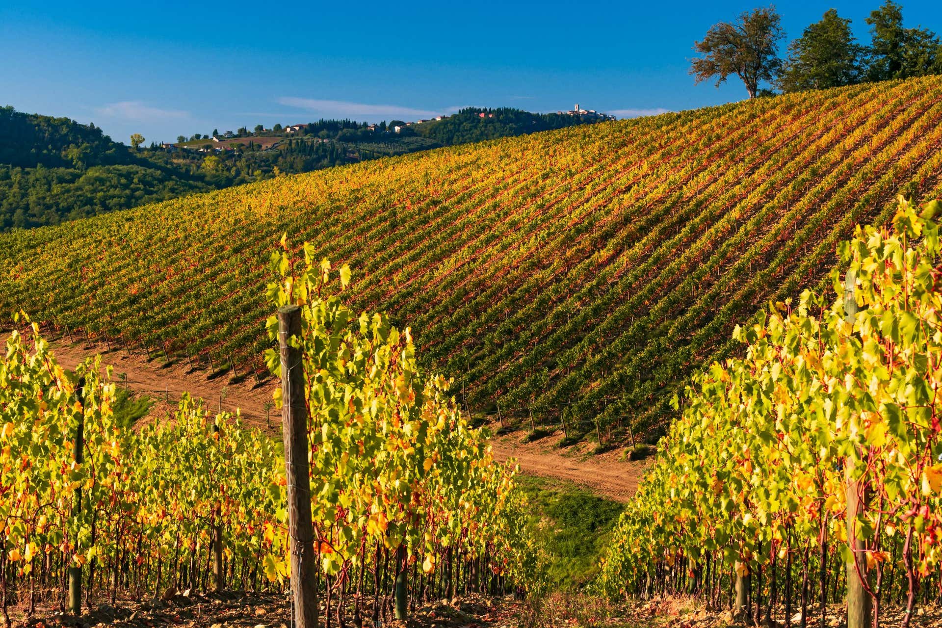 Visite autour du vin à Radda in Chianti