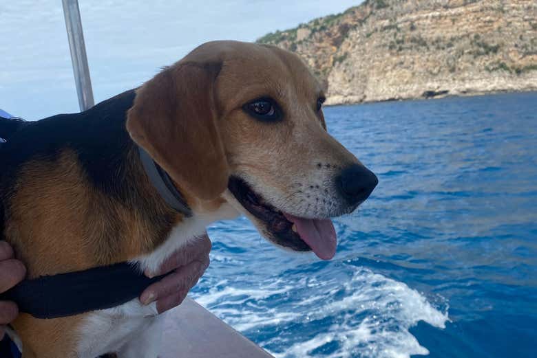 Un chien sur le bateau