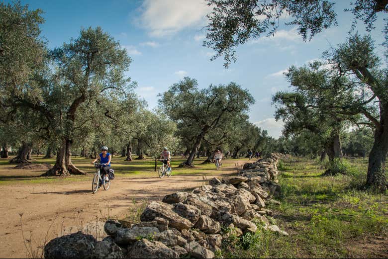 Riding through an olive tree field