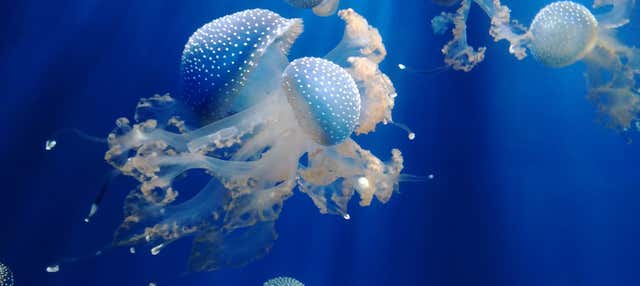 Entrada al Acuario de Génova + Paseo en barco con avistamiento de cetáceos