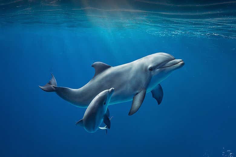 Dolphins in the aquarium