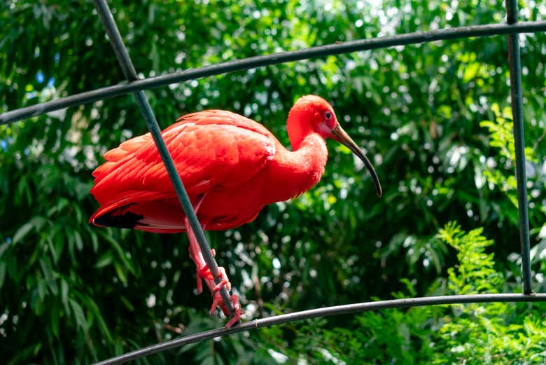 Dentro de la Biosfera habitan animales y plantas