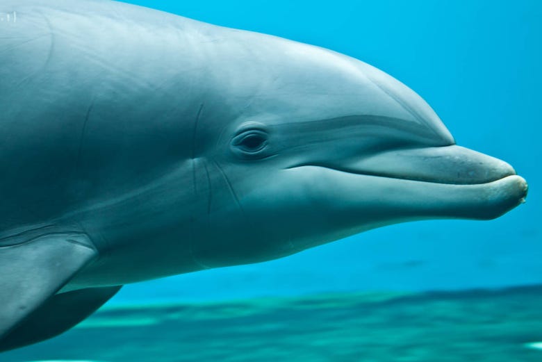 Delfini dell'Acquario di Genova
