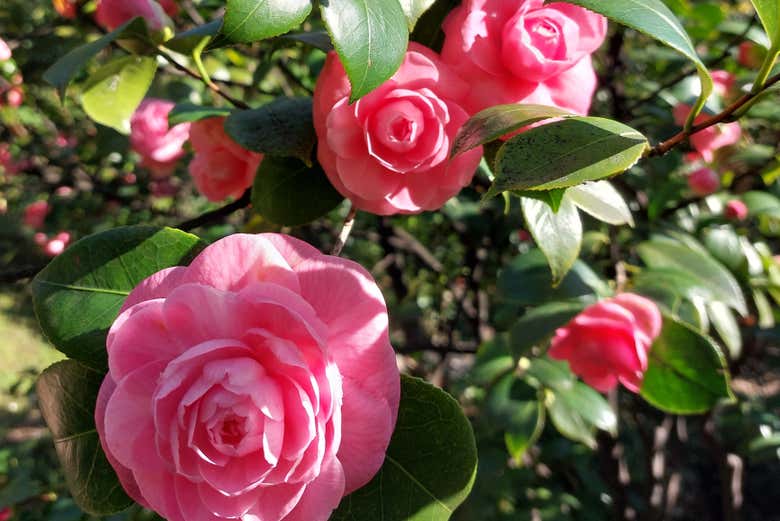 Wake up and smell the roses!