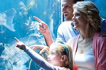 Enjoying the aquarium