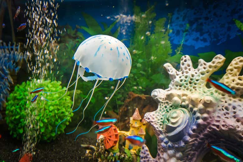 La biodiversità dell'Acquario di Genova